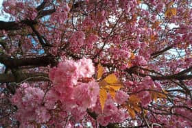 An explosion of pink, cherry blossom tree in Greenhill, sent in by Cathy Langan