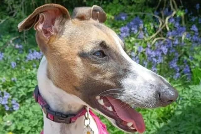Skyla the whippet pup nearly died after inhaling or ingesting a grass seed and having to be operated on.