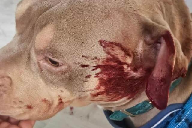 Zeus was also left with cuts on his face, paws and claw marks down his back after the attack