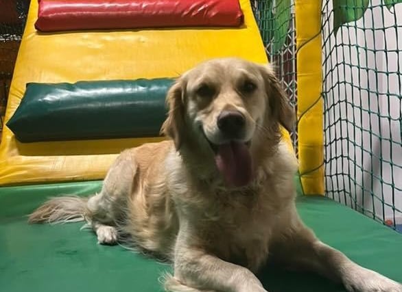 What a happy pooch!