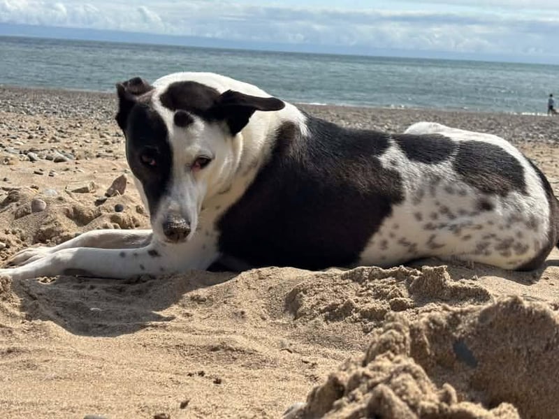 Gorgeous girl Poe on her summer holidays.