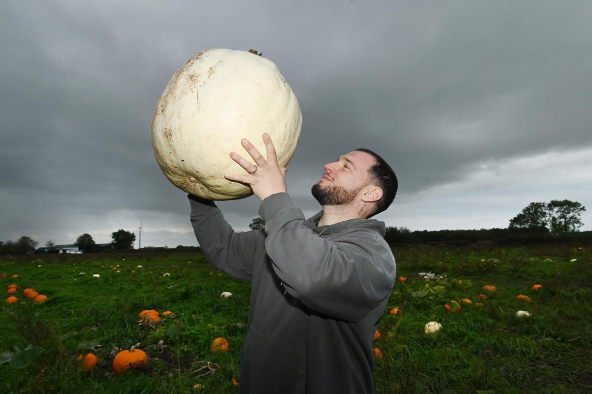 9 fabulous pics as Paul's Farm Pumpkin Patch in Leyland gets ready to host final weekend