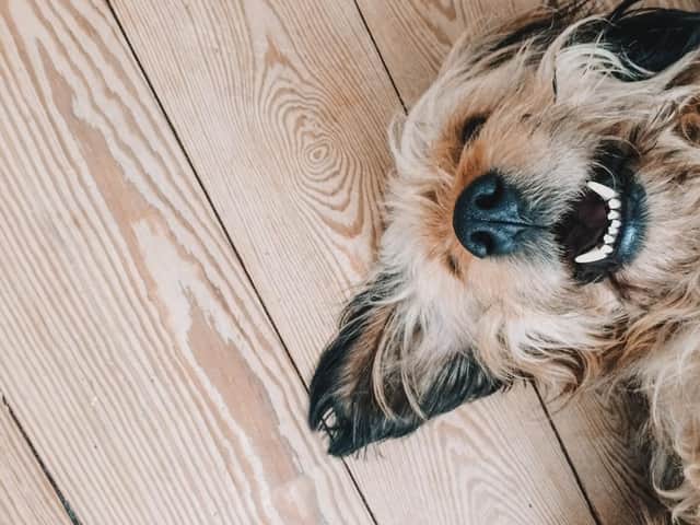 Having a pet doesn't have to mean compromising on style