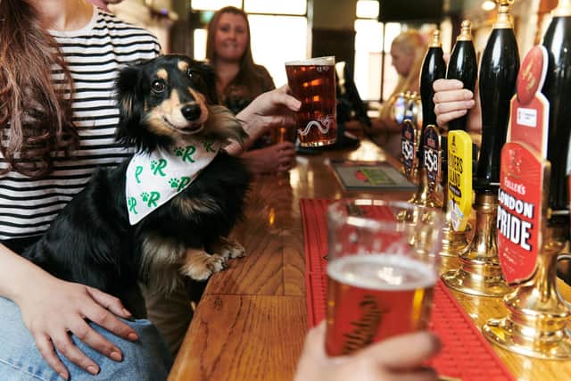 Dachshund Winston enjoys a drink in the pub. Picture credit: © Rover.com