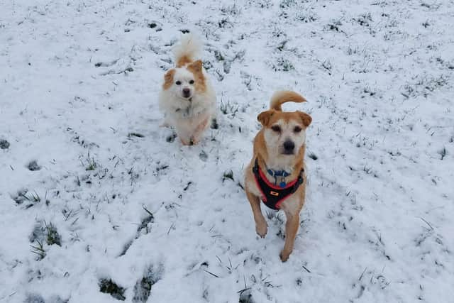 Rescue dogs Patch and Ronnie had not been outside for the first six years of their lives.