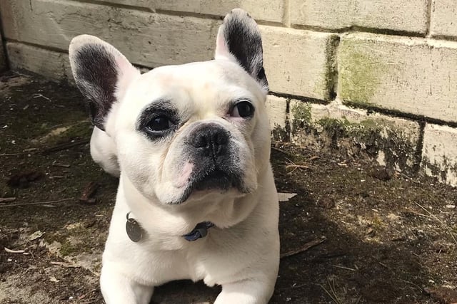 French Bulldogs like this one are the most common breed available for rehoming in South Ribble, with 28 out of the 244 dogs available.
Like many other companion dog breeds, the French Bulldog requires close contact with humans. If left alone for more than a few hours, it may experience separation anxiety.