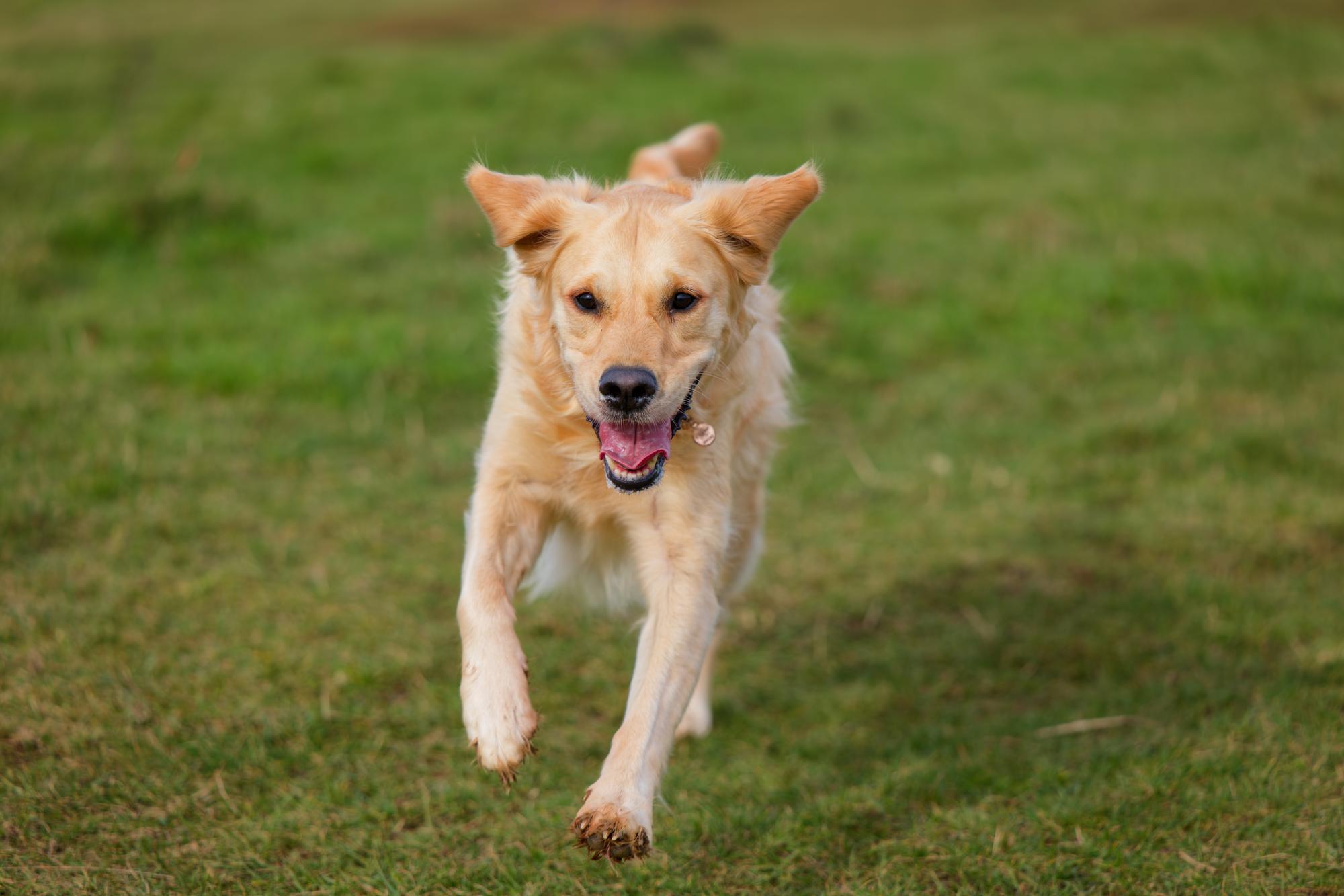 A new dog walking field could soon be opening in Penwortham - here's where