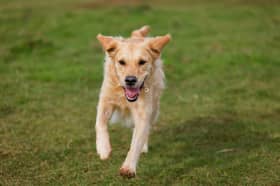 The approved application to change the use of two football pitches at The Akademy Ltd  in Dronfield to secure dog walking fields for a temporary period of two years will enable pets to exercise off the lead (generic photo: Adobe Stock)