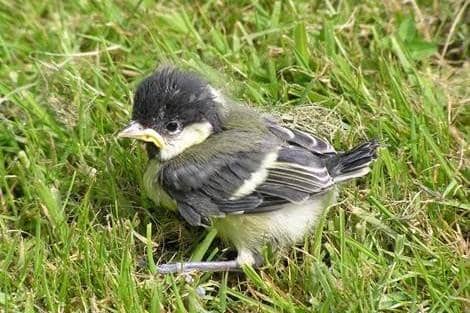 Baby birds hopping around on the ground is usually part of their natural process - in most circumstances