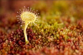Greater Sundew plant
