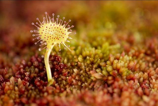 Greater Sundew plant