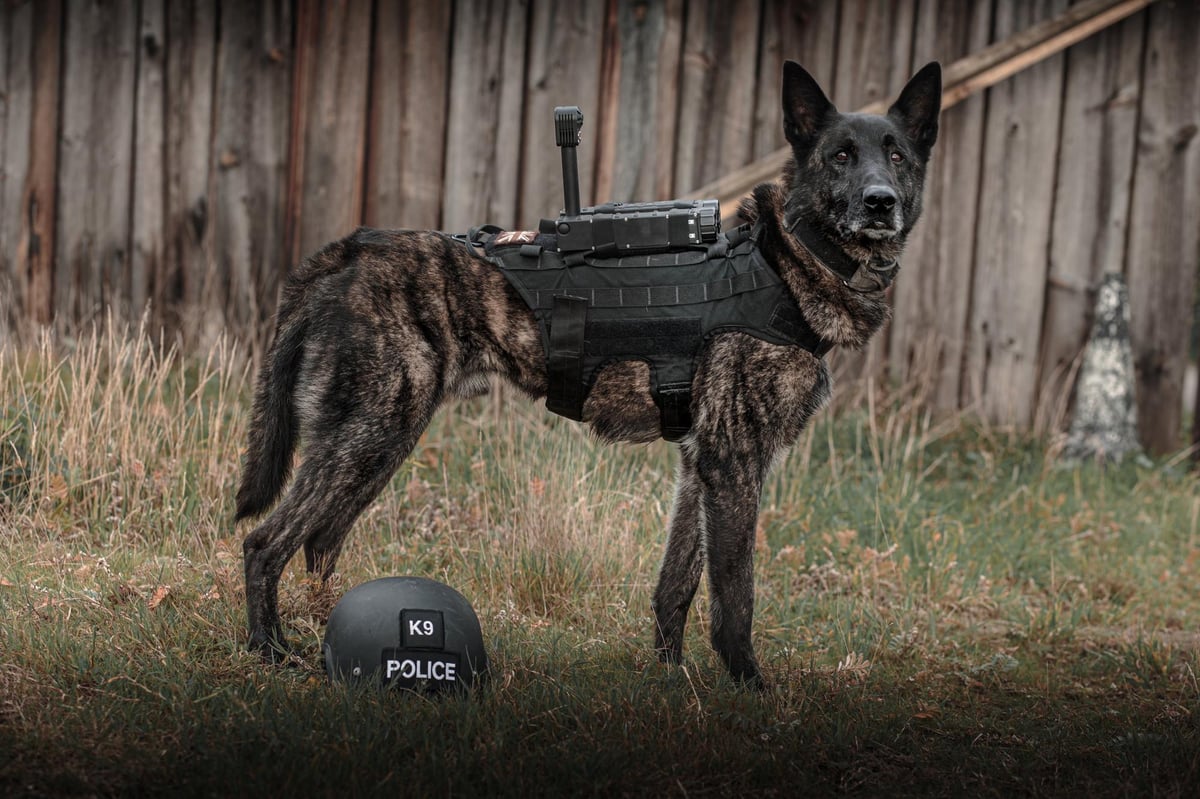 Show your support for Lancashire&#8217;s retired police dogs &#8211; buy a 2023 calendar now