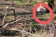 Further mystery surrounds the identity of what resembles an animal which went unnoticed by the person who took the picture