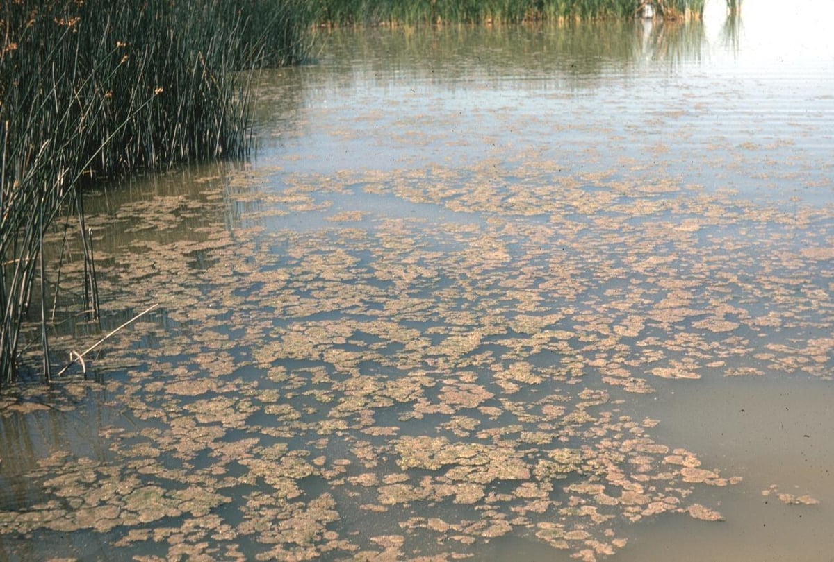 Dog walkers warned about toxic blue-green algae – which can be fatal to dogs – at popular Lancs park