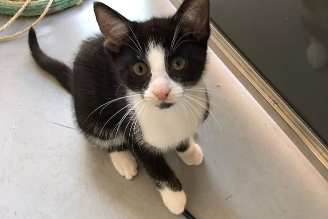 Tofu - domestic short hair, 5 months old. Can live with any age children and cat savy dogs but not other cats. Can be rehomed with his brother Wasabi