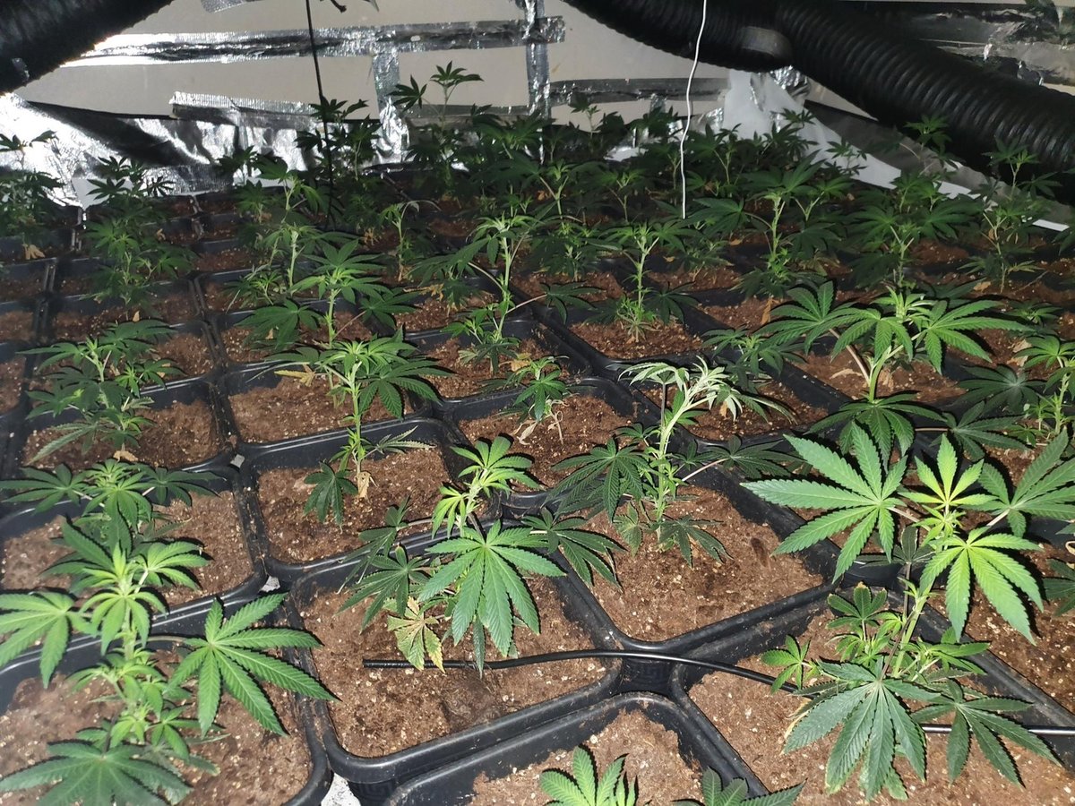Huge cannabis farm found in house on Rose Lane as police seize 600 plants