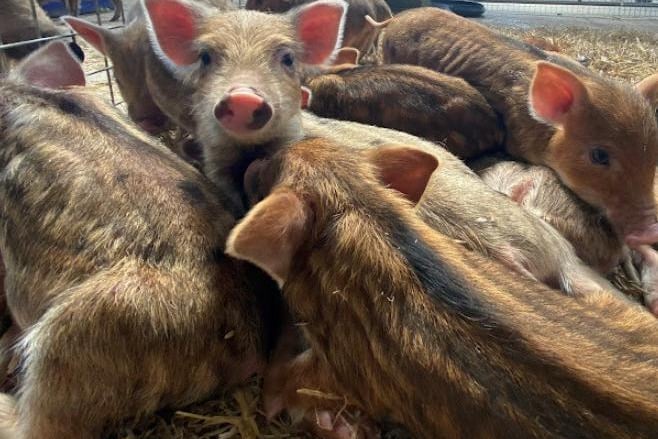 Take your wellies for a day out at Bowland Wild Boar Park