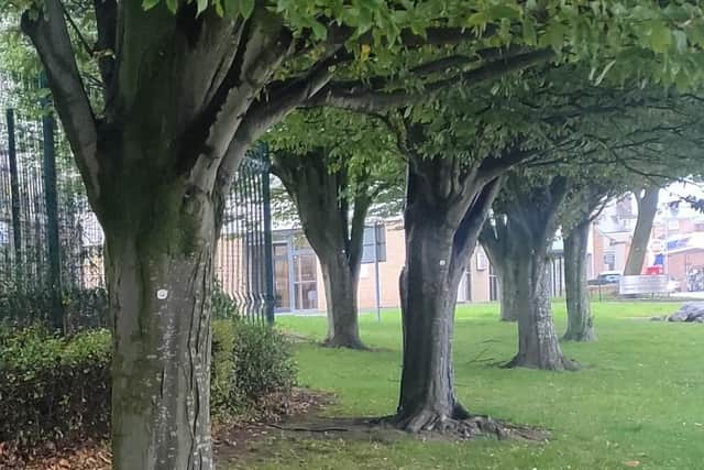 Lancashire County Council trees