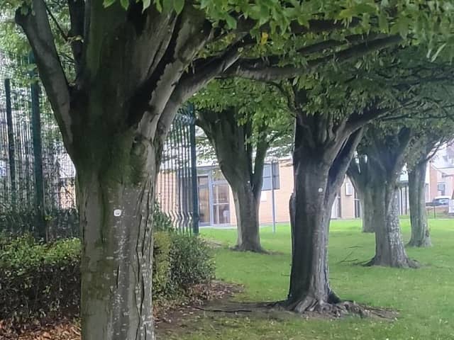 Lancashire County Council trees