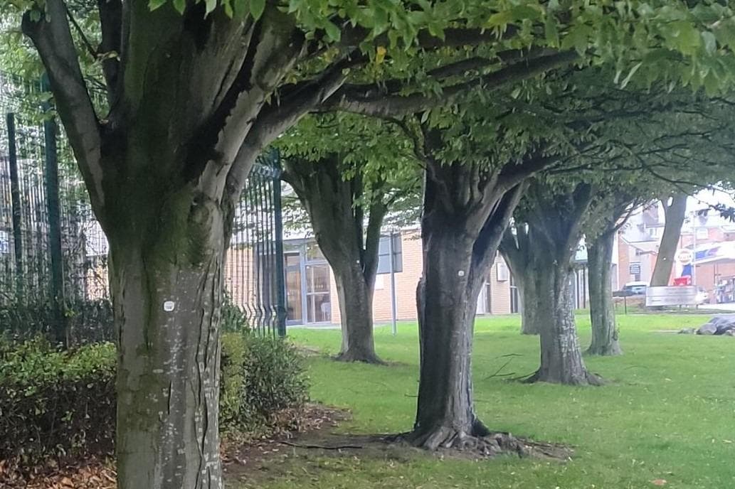 Lep Tree Every tree owned by Lancashire County Council set to be numbered- here ...