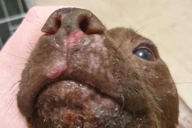 Banned dog owner jailed after he failed to get medical help for terrier attacked by wild animal