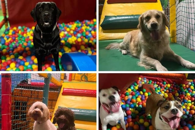 Soft Paws play centre for dogs opens in Southport.