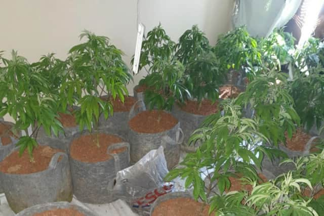 A man was found hiding under loft insulation after a cannabis farm was dismantled in Blackburn (Credit: Lancashire Police)