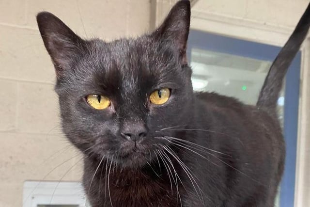 Cindy Lou Who is a four-year-old domestic shorthair girl who is described as 'very sweet and timid'. After being abandoned, Cindy is on the shyer side, so is best suited to a home where she is the only cat, with no dogs and chidlren of secondary school age.