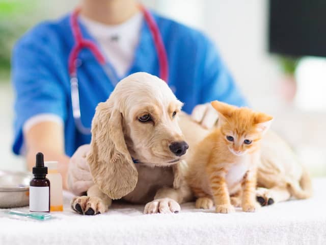 Money-saving advice issued to pet owners as cost of living bites