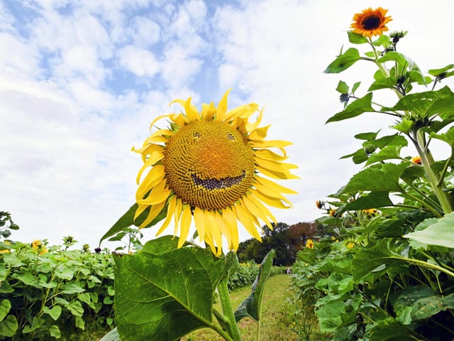Bretherton Sunflowers fields are smiling!