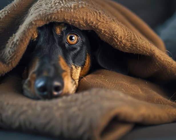 A dog hiding under a blanket afraid of fireworks. Photo: Adobe