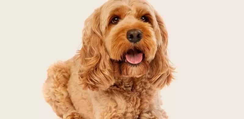 The Cockapoo is a friendly, playful, hypoallergenic, and low-maintenance cross between a Poodle and a Cocker Spaniel