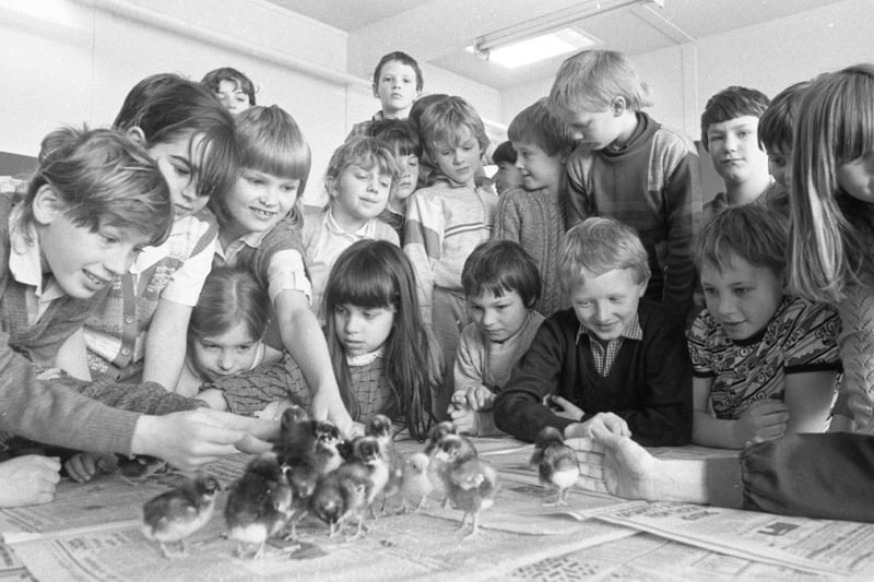These spring chicks are alive and pecking thanks to the tender loving care of this proud group of youngsters at a Preston school. Class three at Kingsfold Primary School, Penwortham, have spent the past few months keeping a watchful eye on the chicks as they incubated. And a competition to find a name for the first one into the world helped raise money for the school's chosen charity - Action Aid