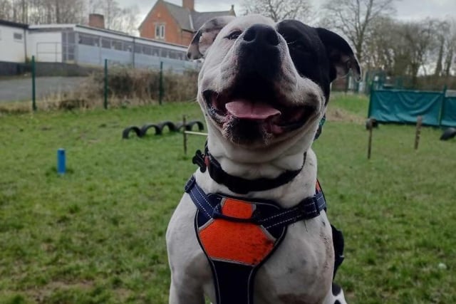 Archie is a 'beautiful 2-year-old American Bulldog' who 'loves any bit of fuss he can get'. He will roll on the floor with his legs in the air and enjoy belly tickles and bum scratches. He is looking for an adult-only home with pawrents that have got the time and patience to continue his training when he’s in the forever home.