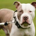 A stock image of an XL Bully.