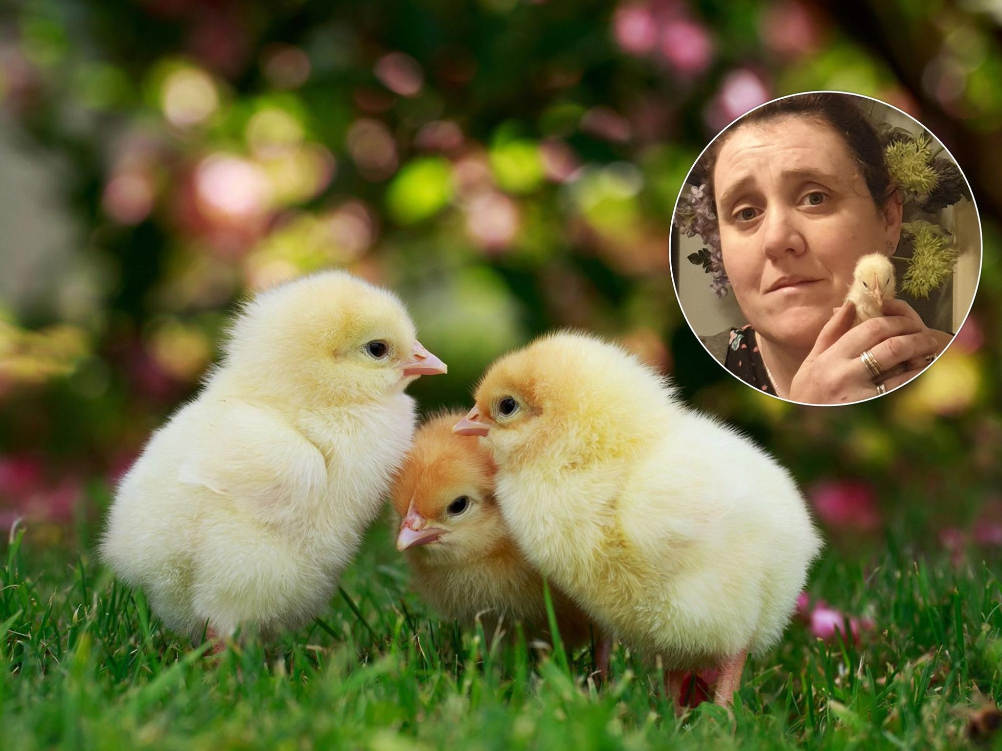 Warning to Lancashire schools that it might not be a happy Easter for some of the chicks they have just helped hatch
