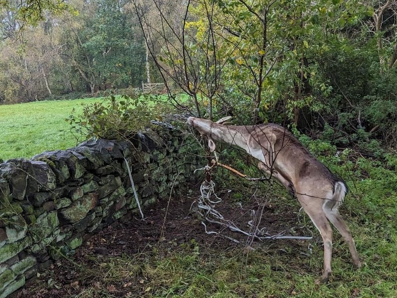 The RSPCA rushed to the aid of a deer who had got himself tangled in a tree.
The animal welfare charity was contacted by a concerned member of the public who found the animal struggling after getting his antlers caught in some fencing, which had then become tangled round a tree.
RSPCA inspector Kristy Ludlam attended the incident, in Quarry Road, Morley, Derbyshire in November.