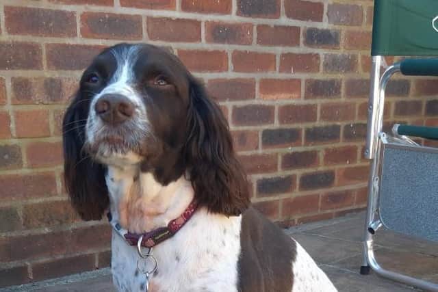 Philip described Poppy as very fit and strong with an intuition that could pick up on stress