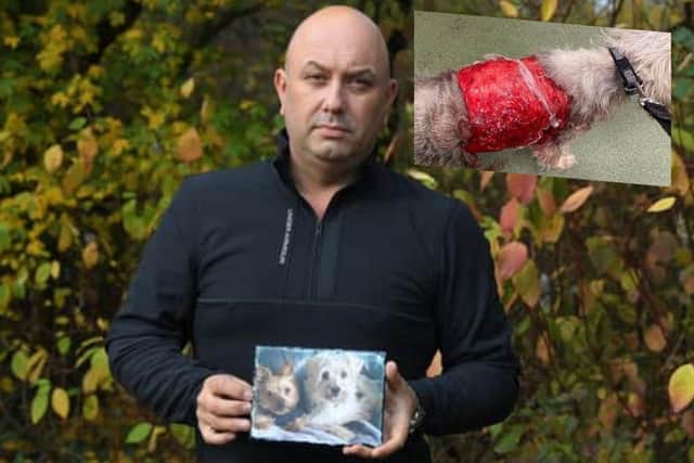 Stephen Helm from Preston who lost 11-year-old Yorkshire Terrier Lilly after she was viciously attacked by what he thinks was an American pocket bully is still seeking justice. Lily's injuries (pictured top right) were so horrific she couldn't be saved