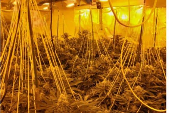 Nearly 300 cannabis plants were seized from a home in Broadgate, Preston yesterday (Tuesday, March 22)