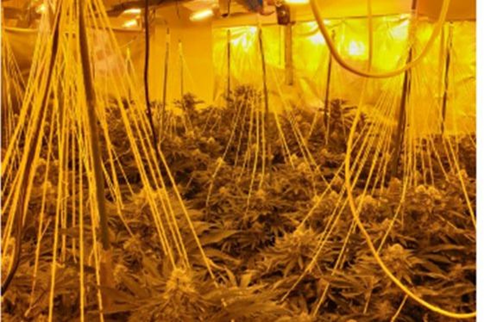 Preston cannabis farm raided and hundreds of plants seized by police in Broadgate