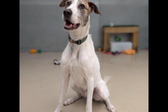 Howard is our energetic, one-year-old male wire haired Lurcher. He is looking for his forever family to take him on plenty of journeys and adventures. Howard is a bundle of energy who loves to run and play. He would suit a home with children of a secondary school age and above whom are dog savvy and no other pets.