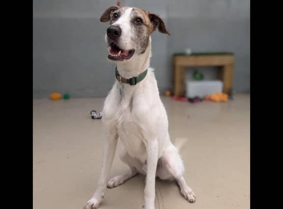 Howard is our energetic, one-year-old male wire haired Lurcher. He is looking for his forever family to take him on plenty of journeys and adventures. Howard is a bundle of energy who loves to run and play. He would suit a home with children of a secondary school age and above whom are dog savvy and no other pets.