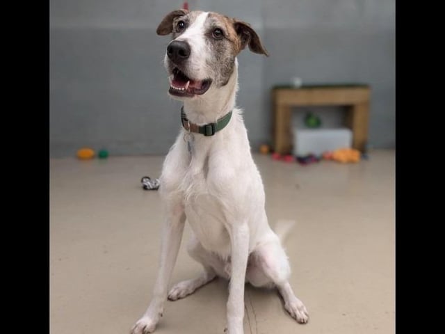 Howard is our energetic, one-year-old male wire haired Lurcher. He is looking for his forever family to take him on plenty of journeys and adventures. Howard is a bundle of energy who loves to run and play. He would suit a home with children of a secondary school age and above whom are dog savvy and no other pets.