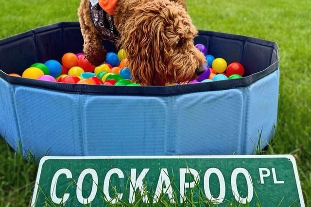 Party Like A Cockapoo - all doodles welcome