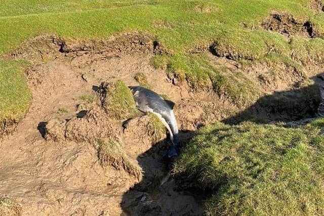 The porpoise found at Carnforth. Photo by British Divers Marine Life Rescue