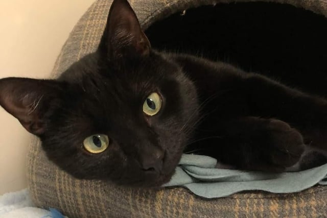 Ollie - domestic short hair, 4 years old. Any age children age, that are calm and know when to give him space but as the only pet. Ollie has been reserved but this could be subject to change