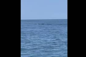 The playful pod were found frolicking in the Irish Sea on Sunday (June 4), just past the wreck of the Wyre Light – around two miles from the mouth of the River Wyre. Picture and video by Emma Lemon and Daryl Randles
