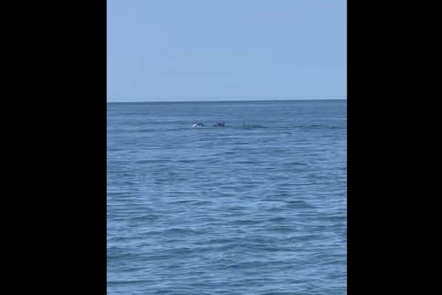 The playful pod were found frolicking in the Irish Sea on Sunday (June 4), just past the wreck of the Wyre Light – around two miles from the mouth of the River Wyre. Picture and video by Emma Lemon and Daryl Randles