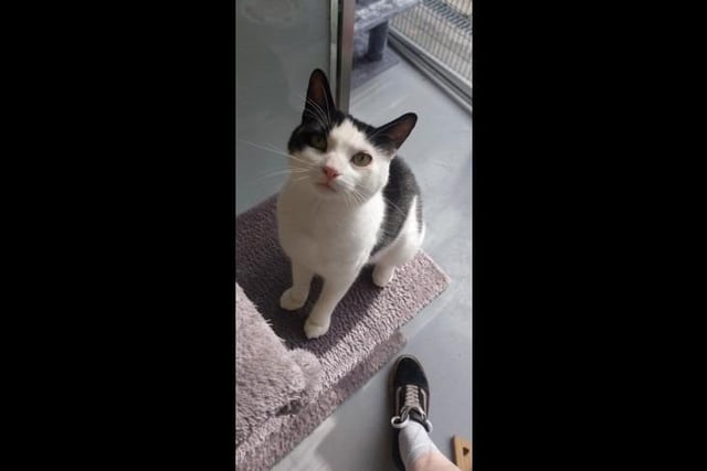 Holly is a 'sassy but sweet' black and white three-year-old domestic short hair who loves humans and wants to spend most of her time with us. She is a little shadow and will follow you everywhere, her favourite past time is to be cuddled up either in-between her people or on your lap. She is looking for a home where she is the only pet with children 5+.
